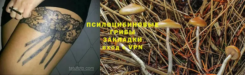 Галлюциногенные грибы Magic Shrooms  купить  сайты  Вытегра 